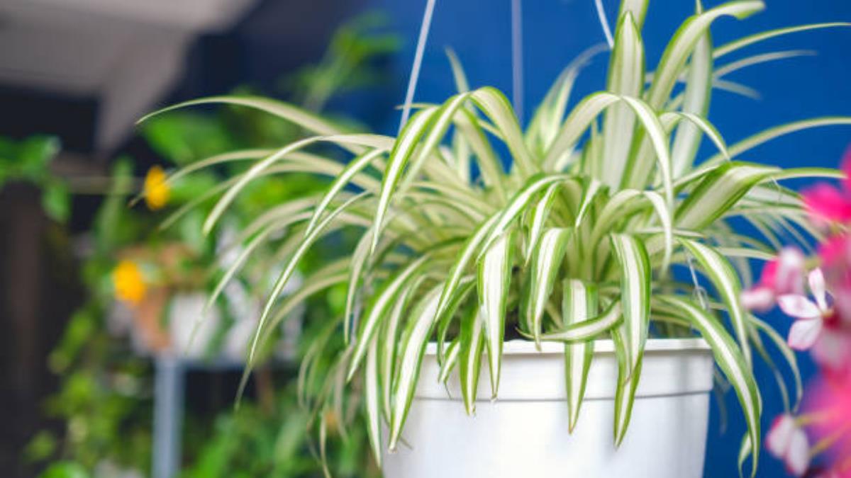 El secreto de expertos en jardinería para que tu planta araña luzca con hojas fuertes y sanas 